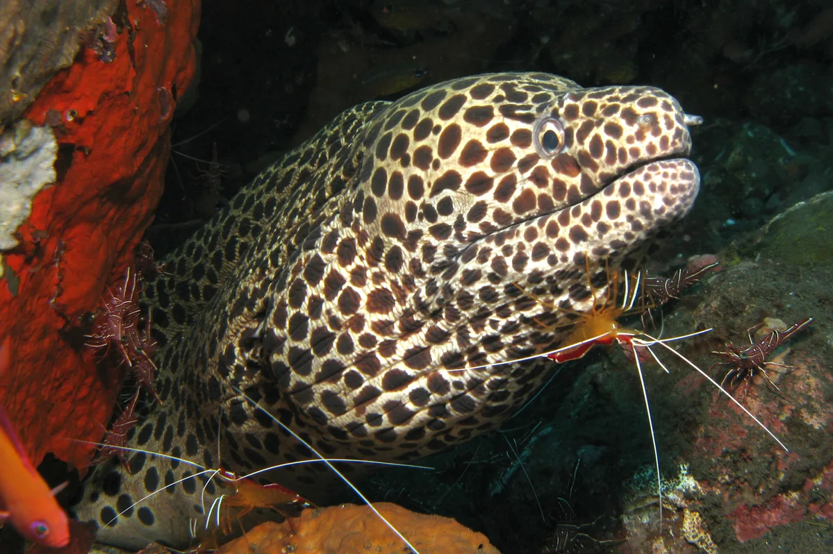 Honeycomb Moray