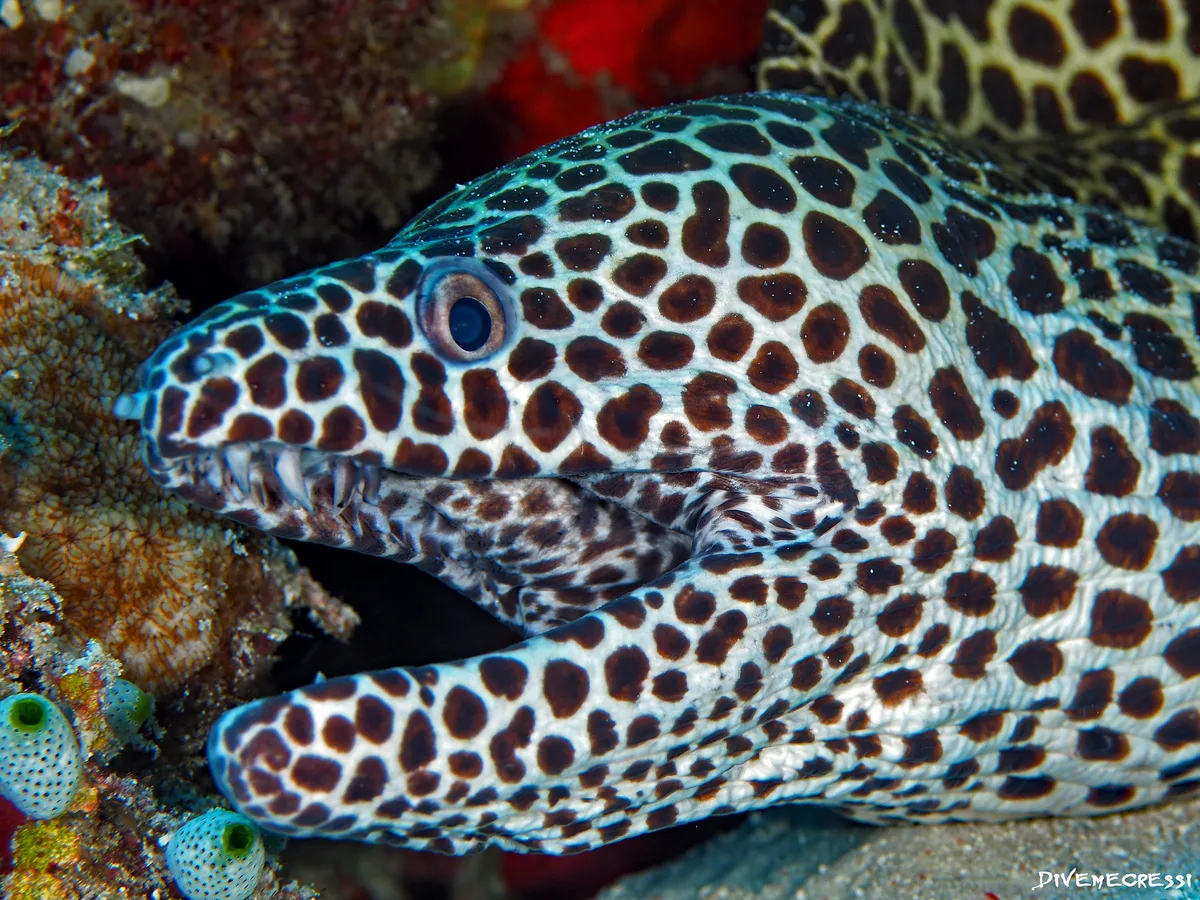 Gymnothorax favagineus