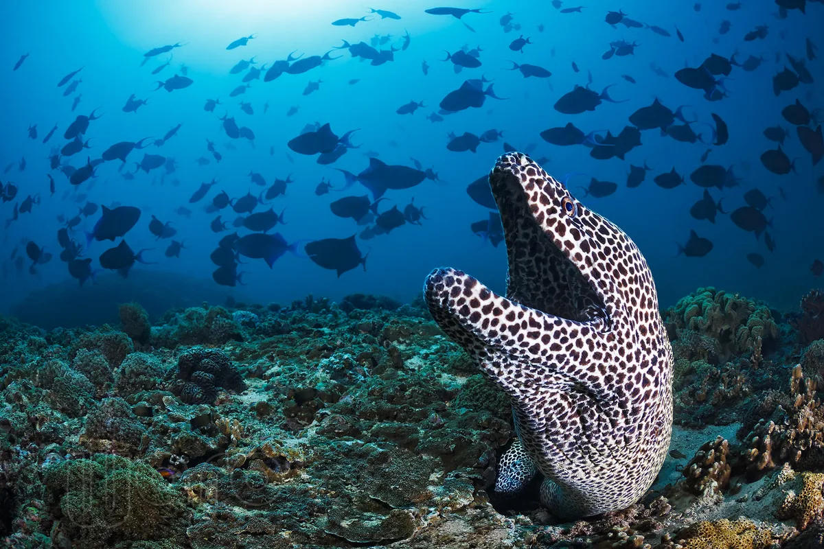 Laced Morays (Gymnothorax favagineus) and Redtoothed Triggerfish (Odonus niger) Oman