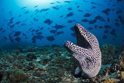 Laced Morays (Gymnothorax favagineus) and Redtoothed Triggerfish (Odonus niger) Oman