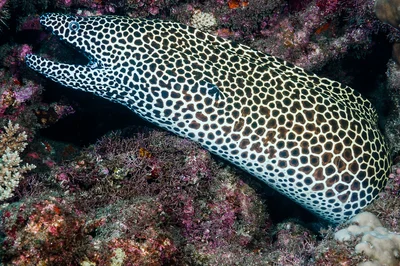 Blackspotted Moray - Gymnothorax favagineus