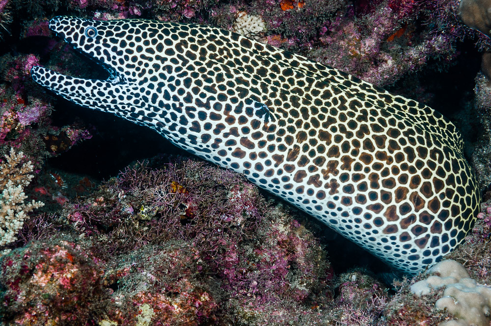 Blackspotted Moray - Gymnothorax favagineus