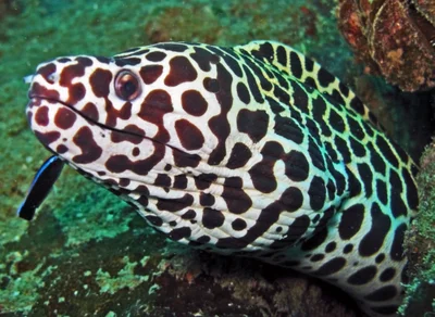 Honeycomb Moray - Gymnothorax favagineus