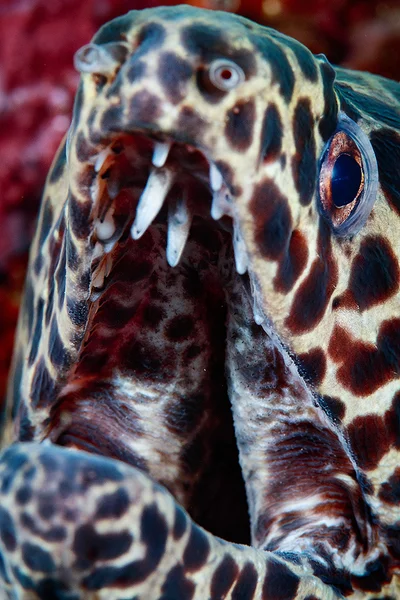 Honeycomb moray closeup