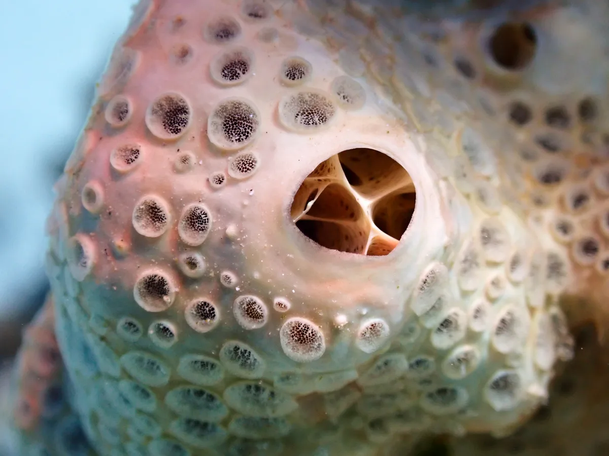 Honeycomb Sponge