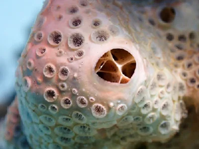 Honeycomb Sponge