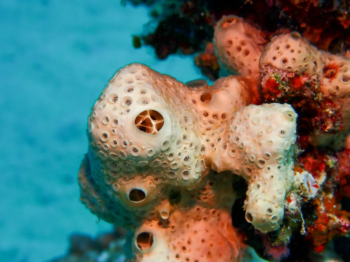 Honeycomb Sponge