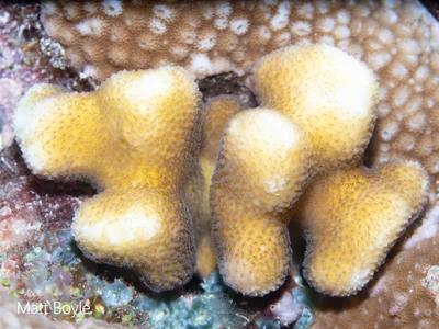 Stylophora pistillata - Palau