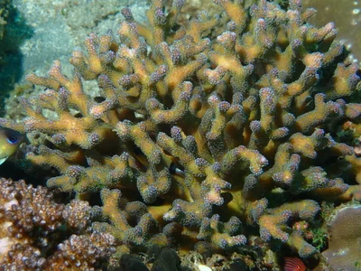Stylophora pistillata - Philippines