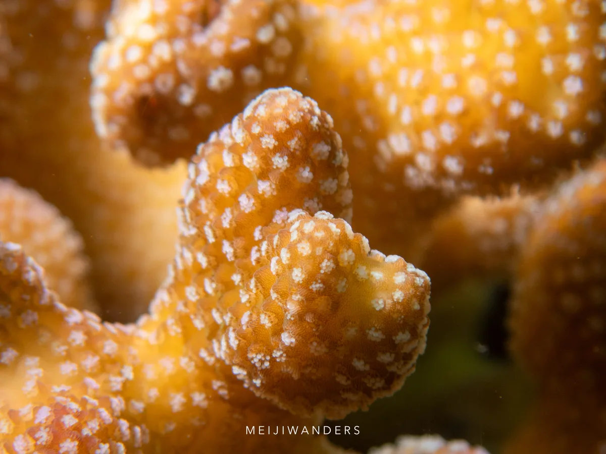 Stylophora pistillata - Philippines