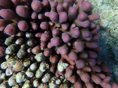 Stylophora pistillata