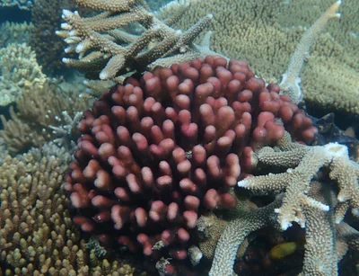 Stylophora pistillata - Queensland, AU