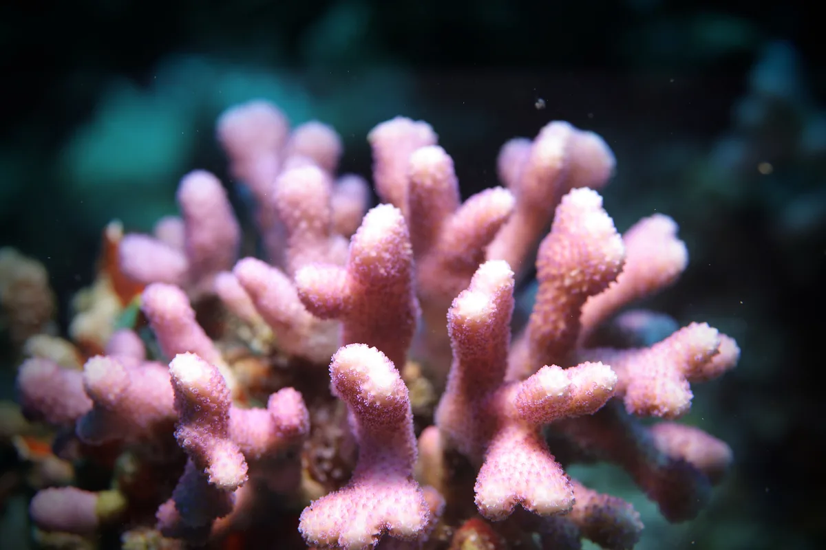 Stylophora pistillata