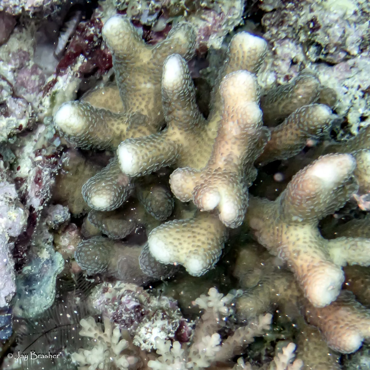 Stylophora pistillata - Fiji