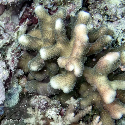 Stylophora pistillata - Fiji