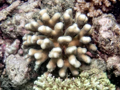 Stylophora pistillata - Fiji