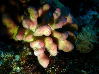 Stylophora pistillata - Vanuatu