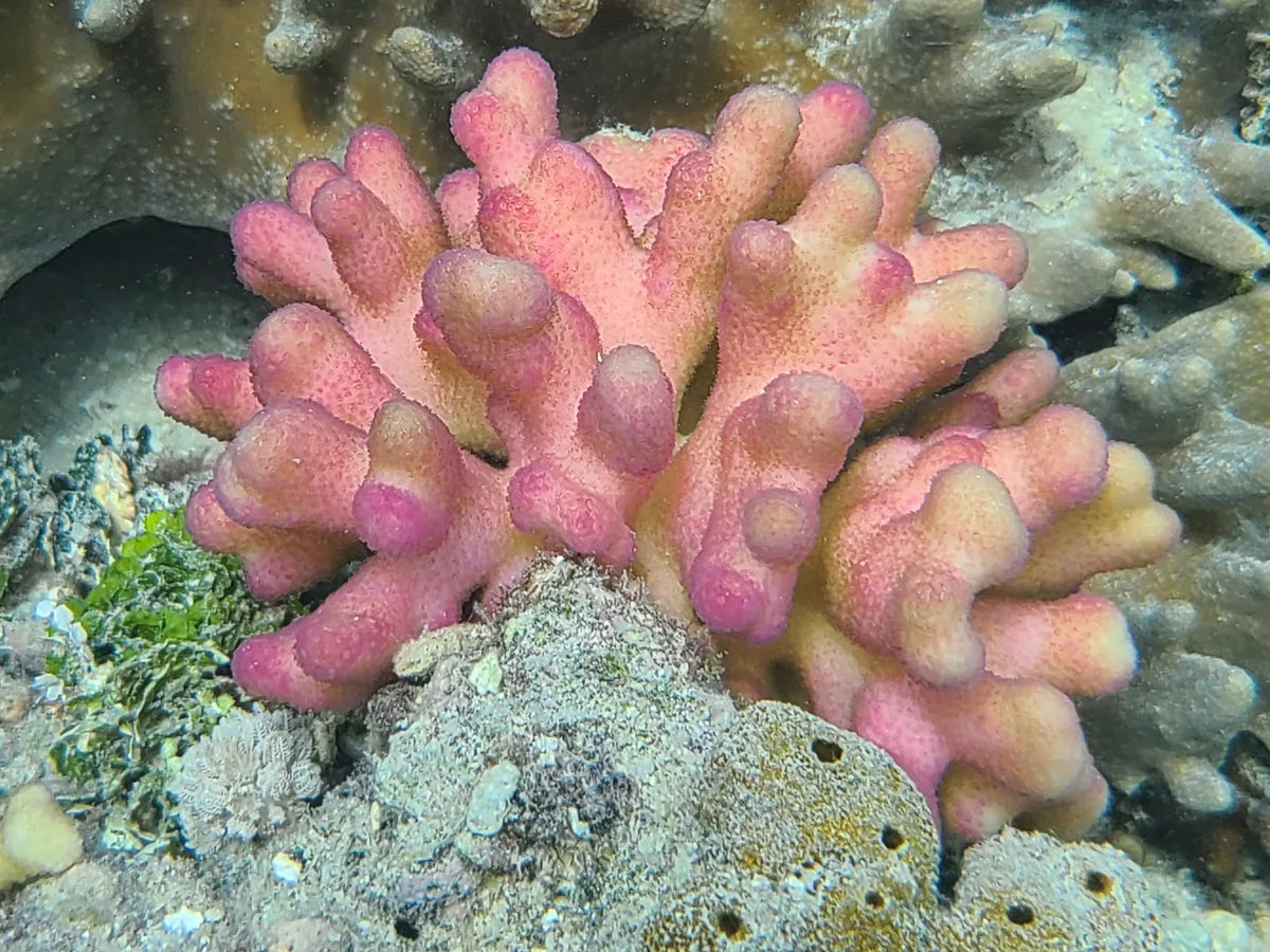 Stylophora pistillata - Ba, FJ-W, FJ