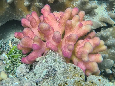 Stylophora pistillata - Ba, FJ-W, FJ