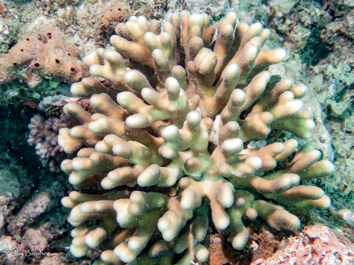 Stylophora pistillata - Fiji