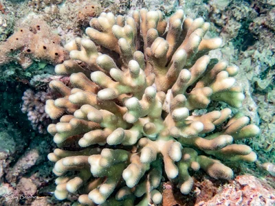 Stylophora pistillata - Fiji