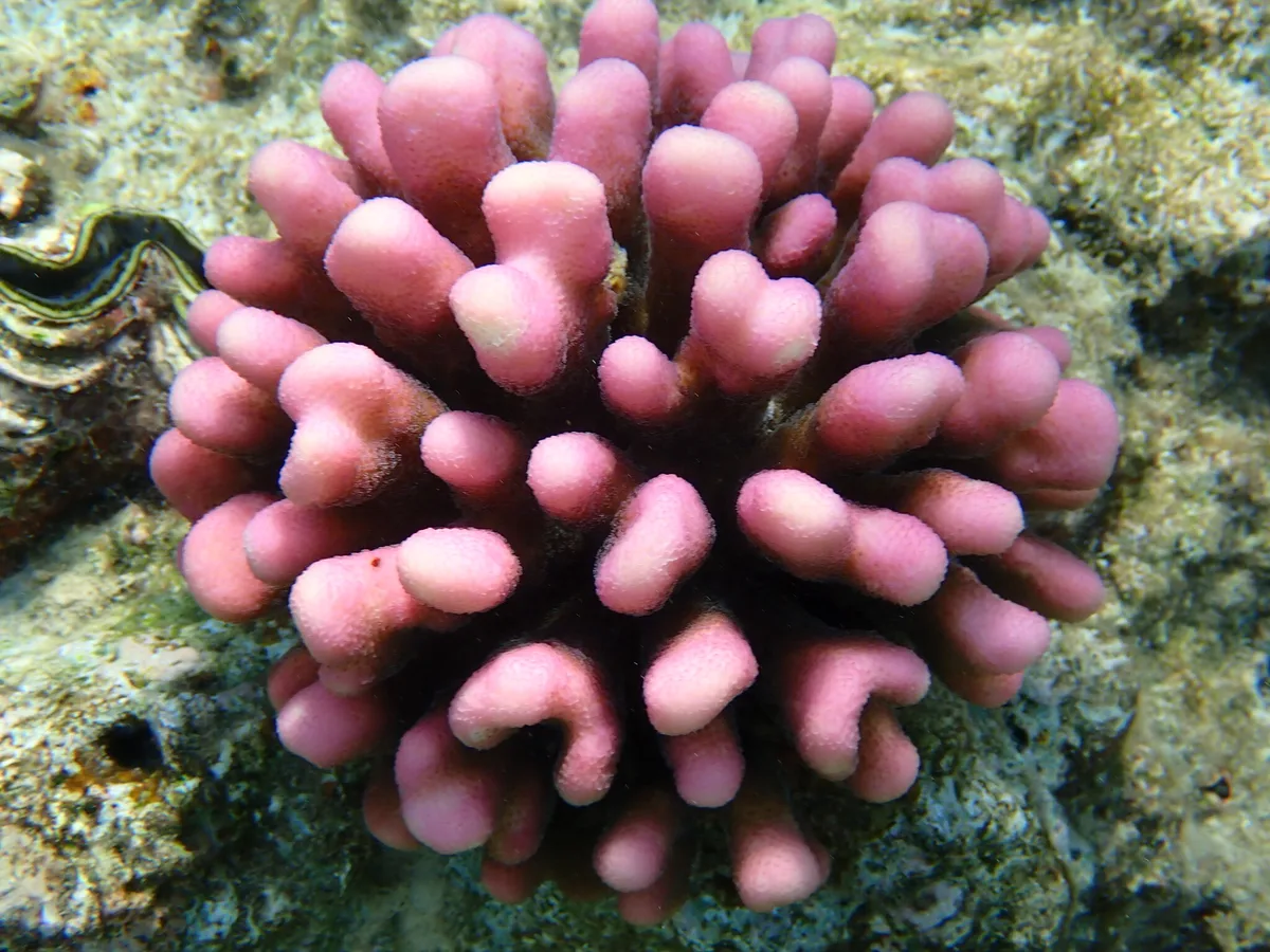 Stylophora pistillata - Egypt