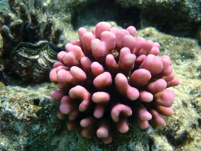 Stylophora pistillata - Egypt