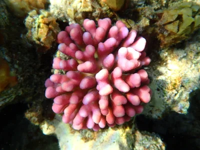 Stylophora pistillata - Al-Qusayr, EG-BA, EG