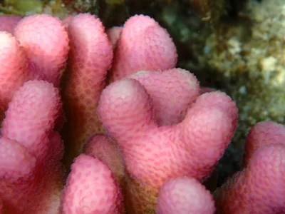 Stylophora pistillata - Al-Qusayr, EG-BA, EG