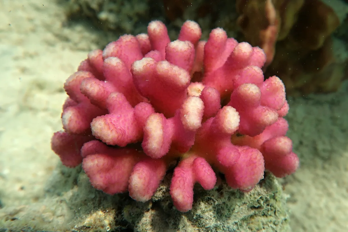 Stylophora pistillata - Marsa 'Alam, EG-BA, EG