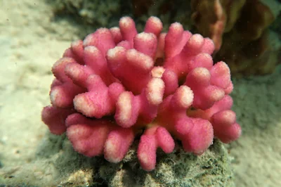 Stylophora pistillata - Marsa 'Alam, EG-BA, EG