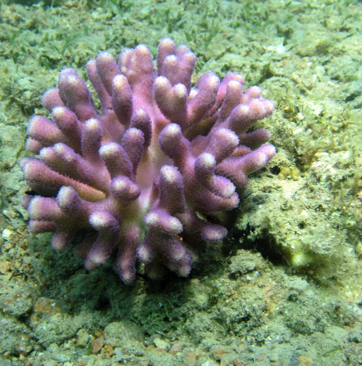 Stylophora pistillata - Janub Sina', EG
