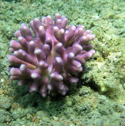 Stylophora pistillata - Janub Sina', EG