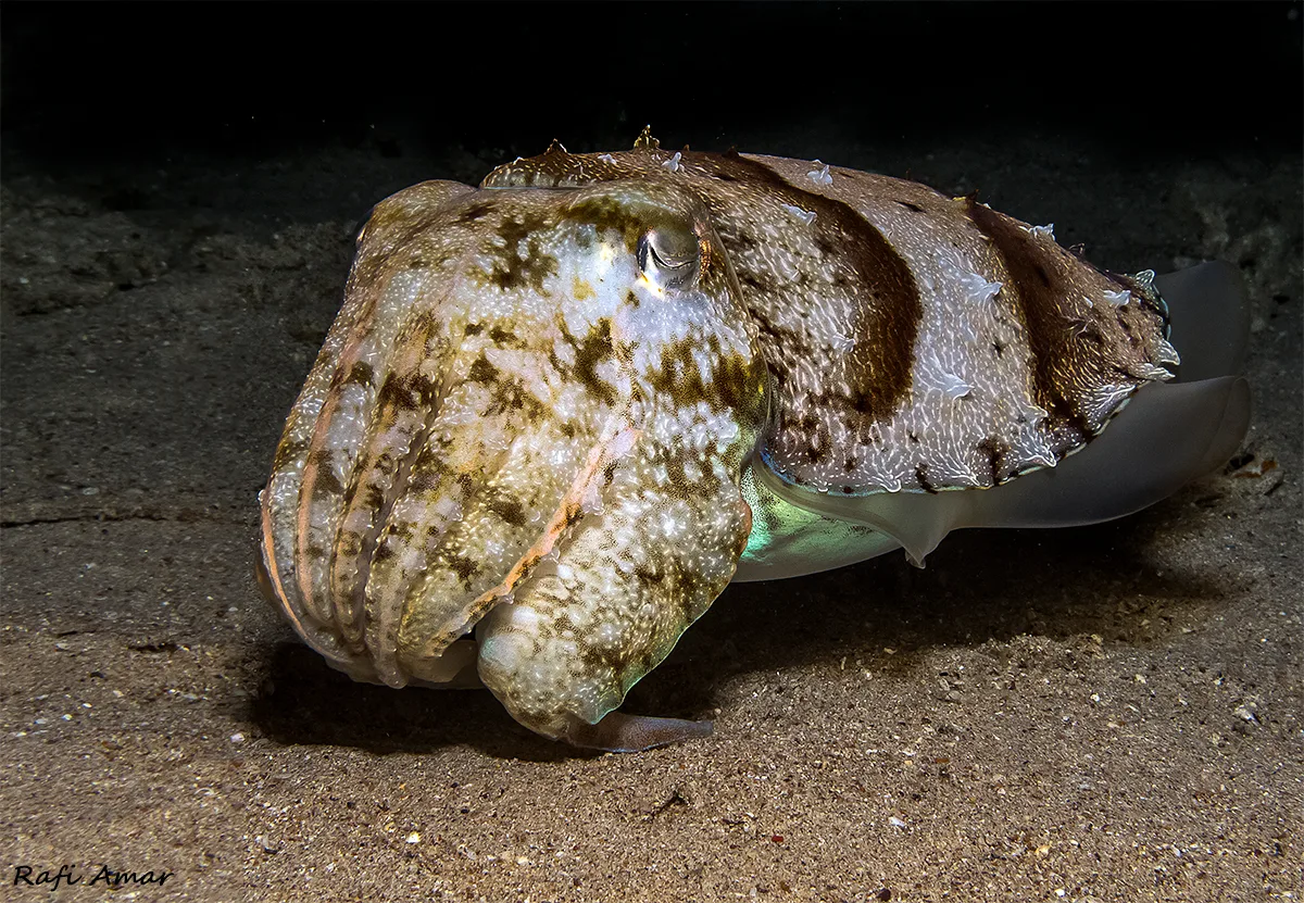 Hooded Cuttlefish