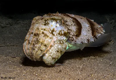 Hooded Cuttlefish