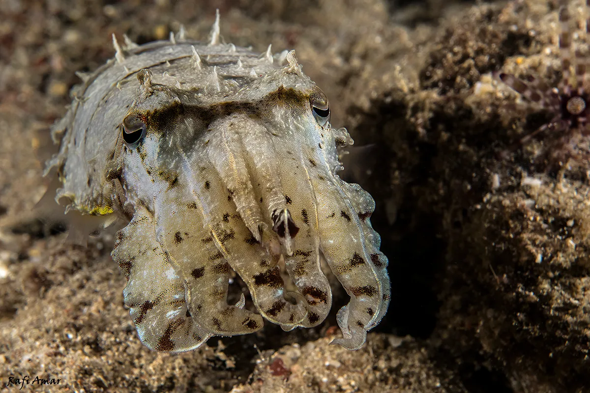 Hooded Cuttlefish