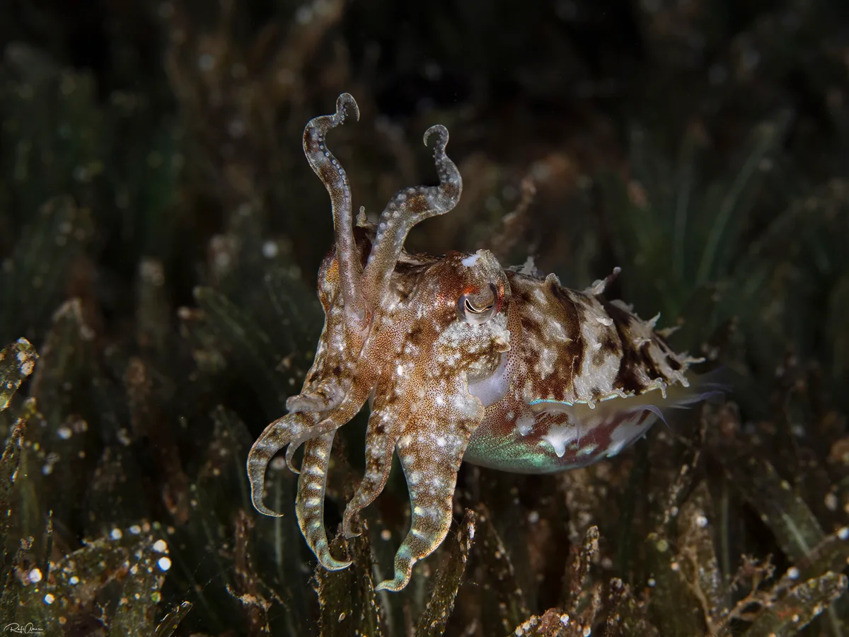 Hooded Cuttlefish