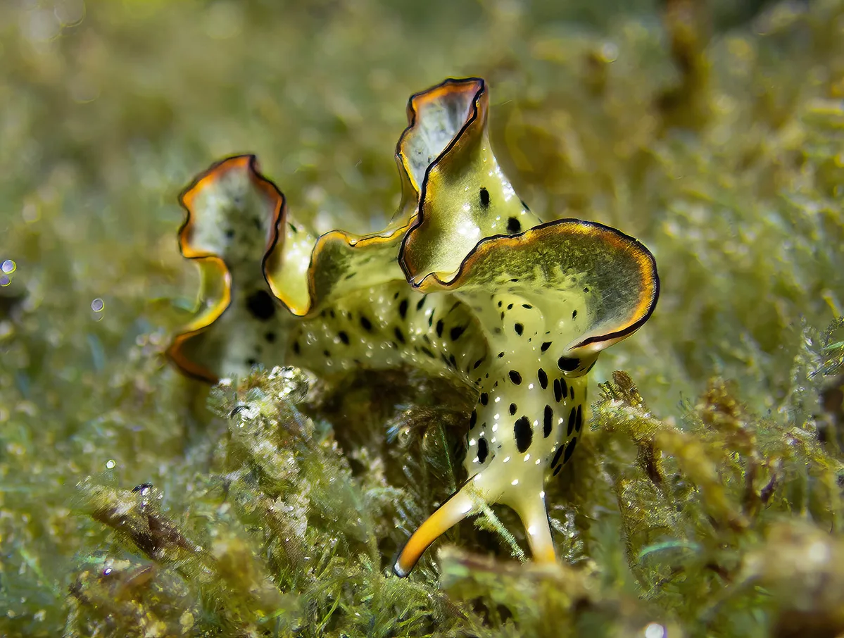 Elysia marginata