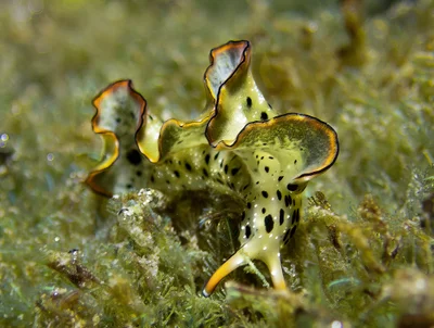 Elysia marginata