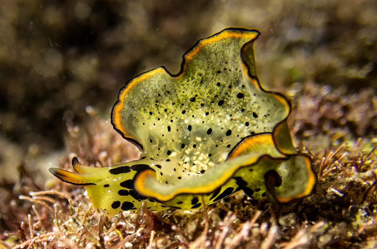 elysia marginata