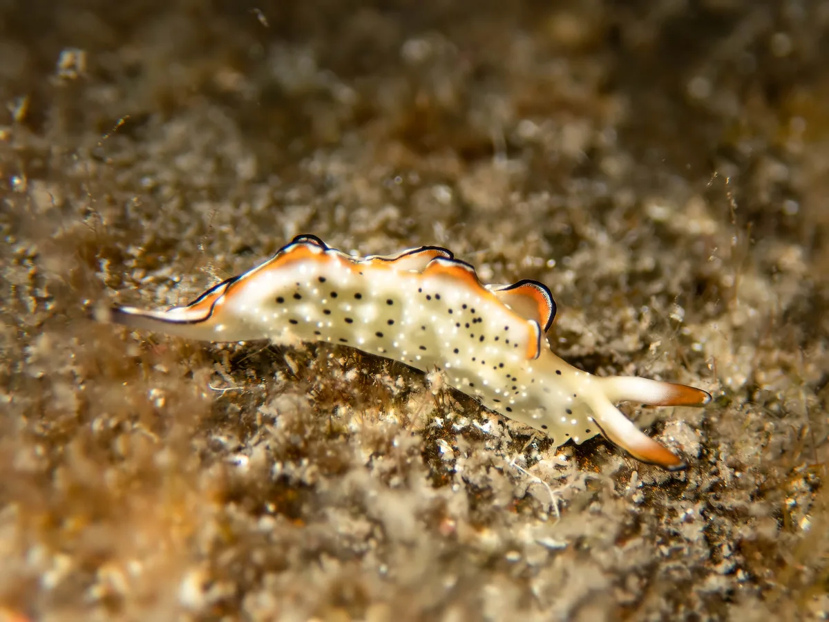 Elysia marginata