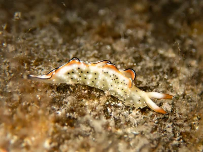 Elysia marginata