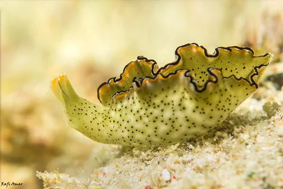 Elysia marginata