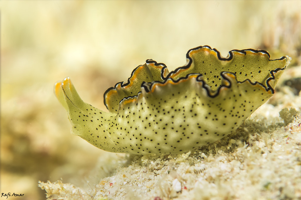 Elysia marginata