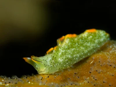 Elysia marginata