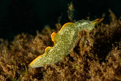 Elysia marginata