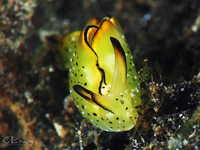 Elysia marginata