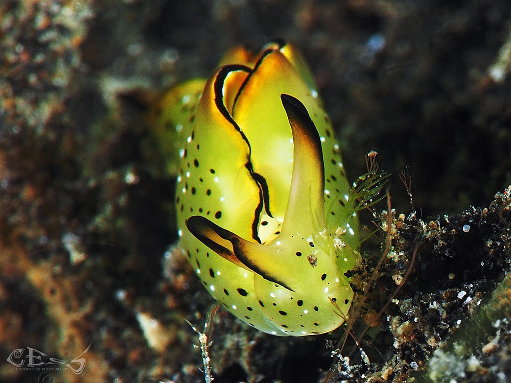 Elysia marginata