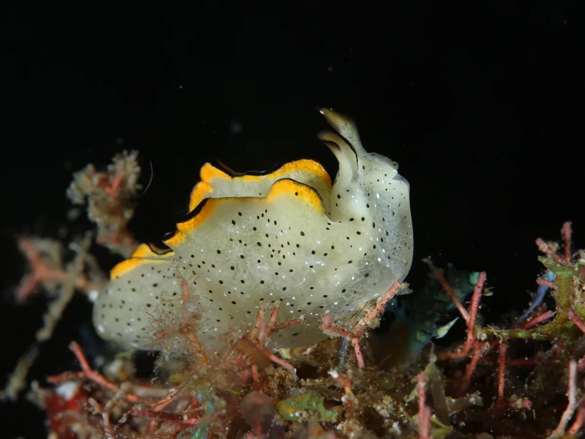 Elysia marginata - Mabini, PH-BT, PH