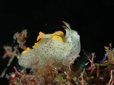 Elysia marginata - Mabini, PH-BT, PH